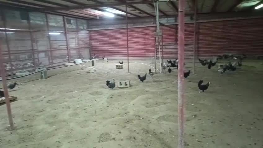 chicken for sale - 1