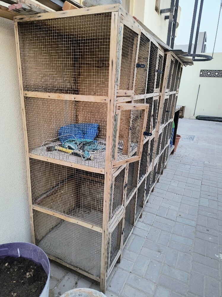 bird cage - 6