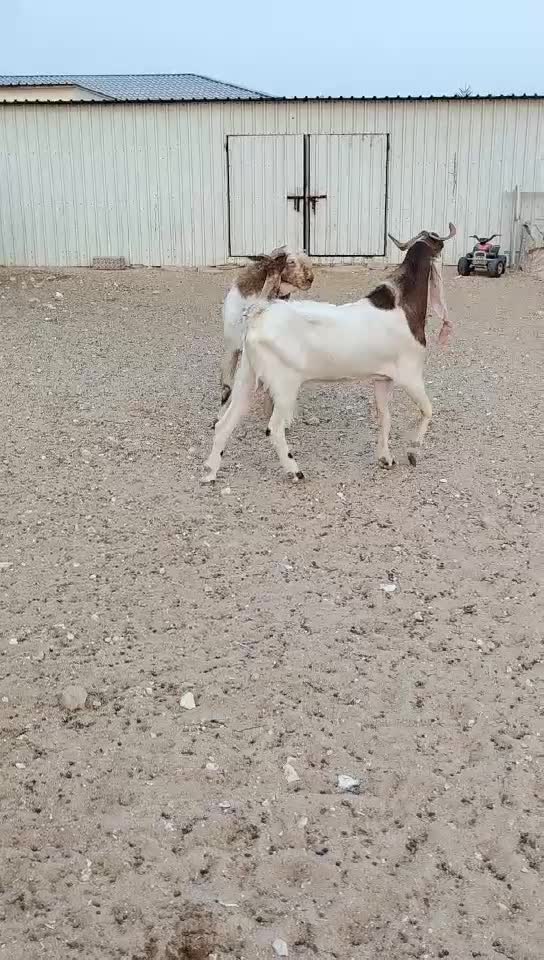 للبيع فحول باكستانيه درجه اولي - 1