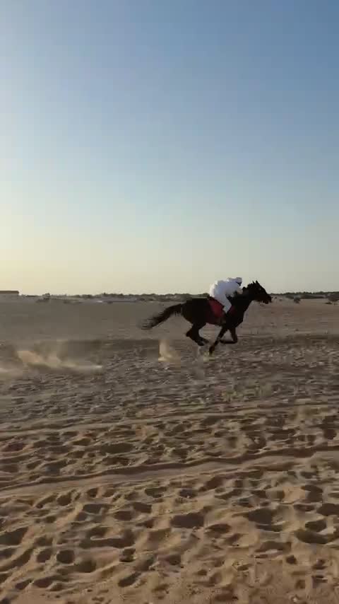 حصان عربي ريس  - 2