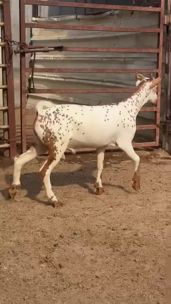 جذع عماني متيل - 2