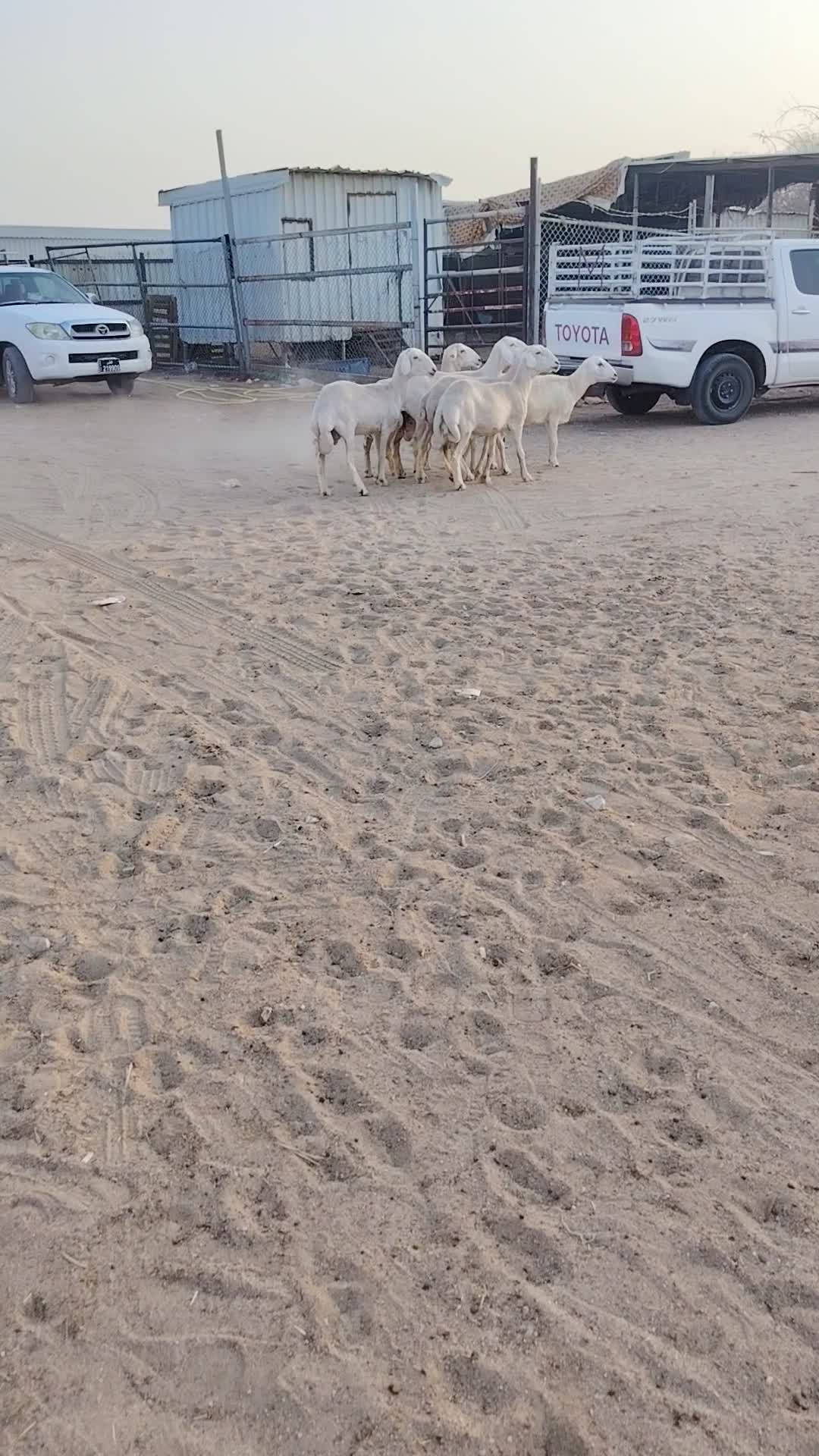 شويهات حبص مسحوب طليانها - 1