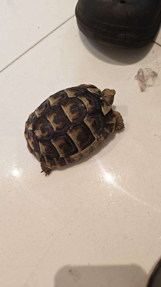 Turtle - 1