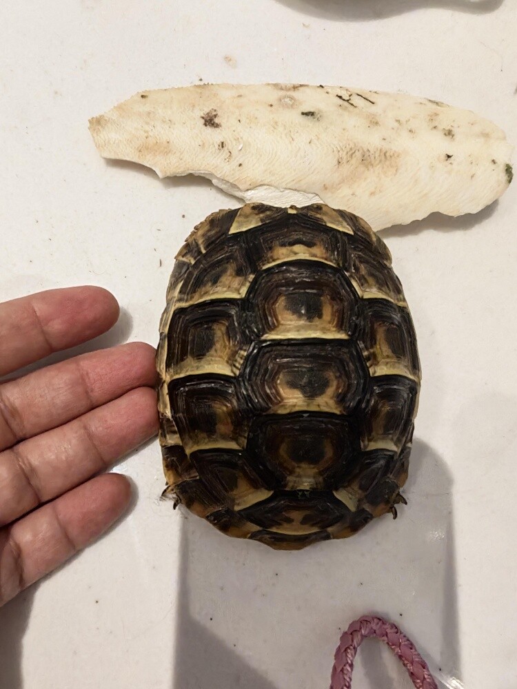 Turtle - 2
