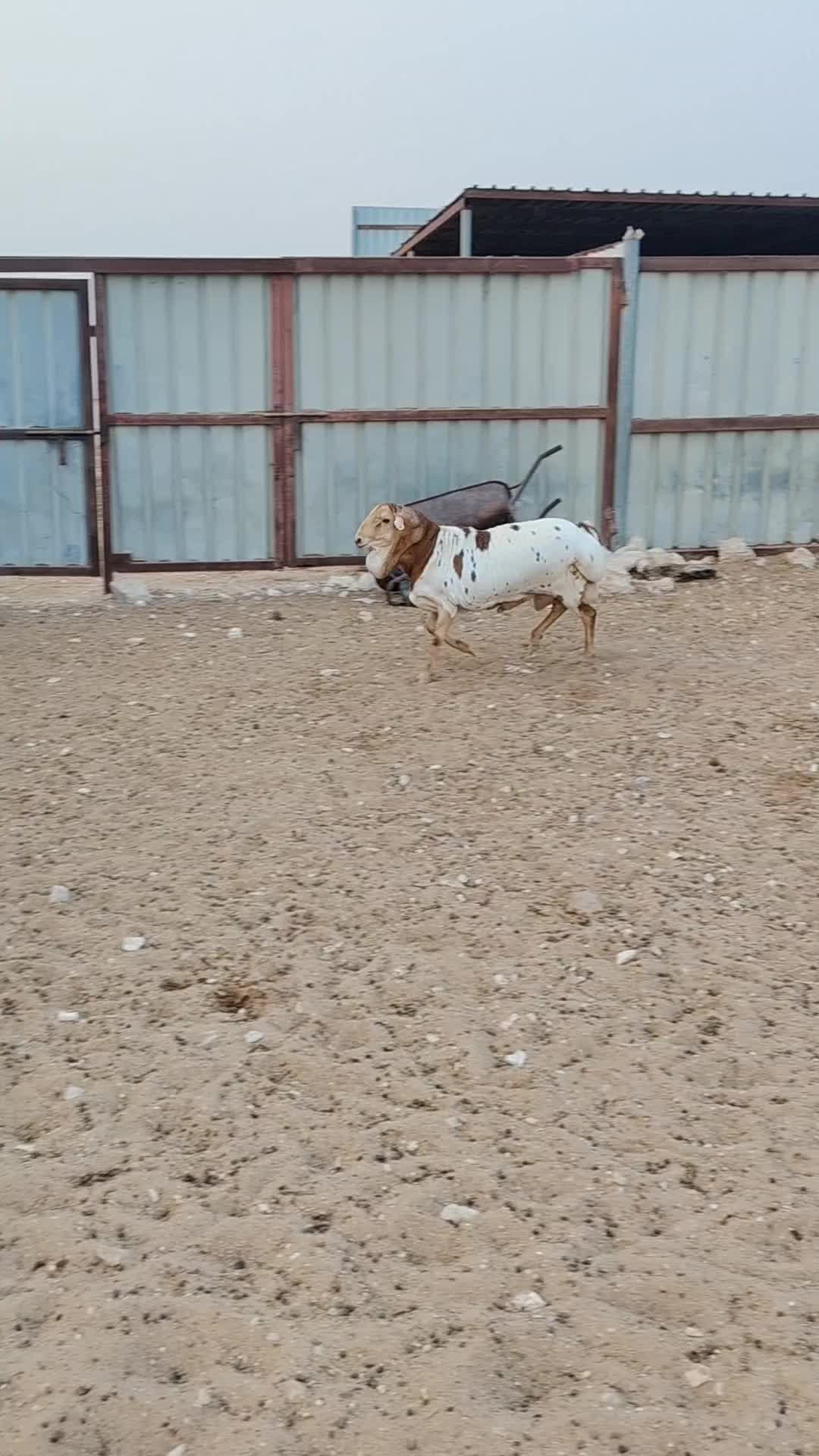 للبيع فحل بربري طيب - 1
