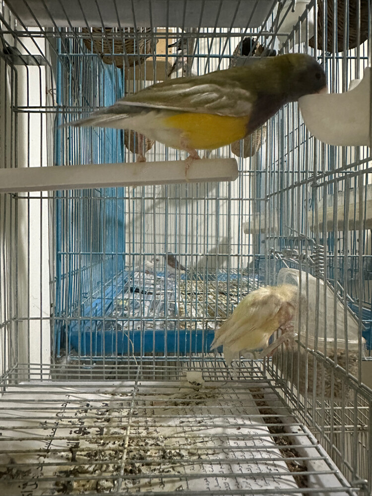 Gouldian finch - 2