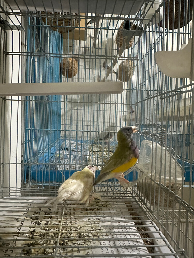 Gouldian finch - 3