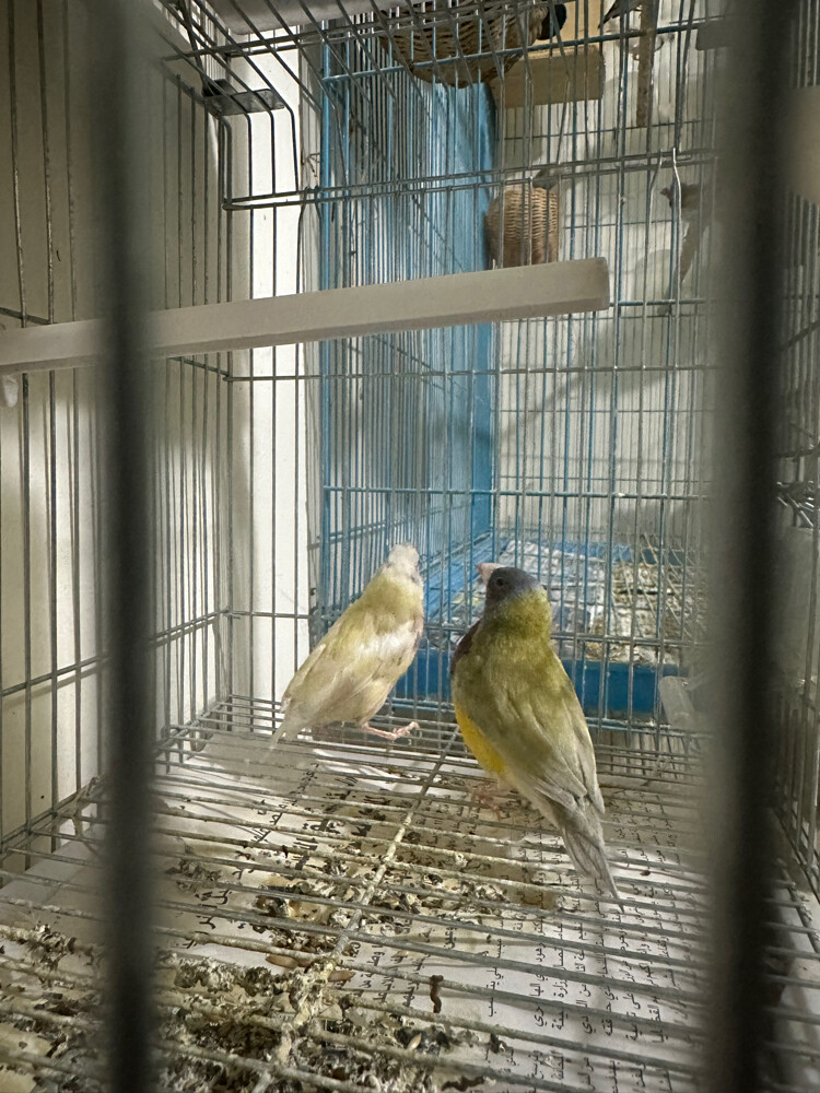 Gouldian finch - 5