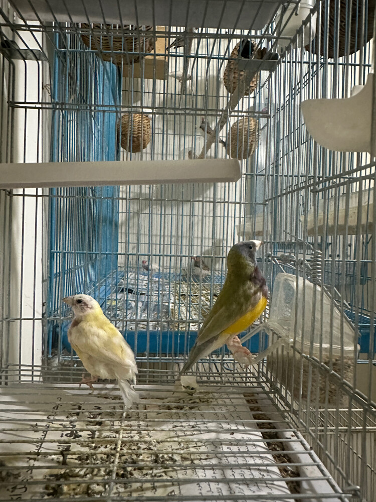 Gouldian finch - 4