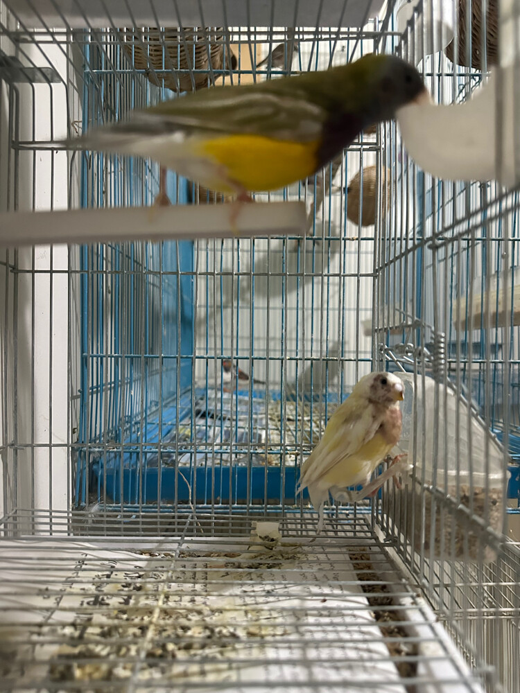 Gouldian finch - 1
