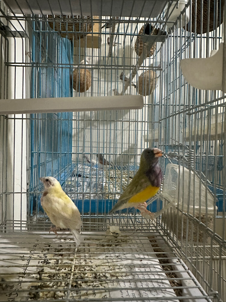 Gouldian finch - 6