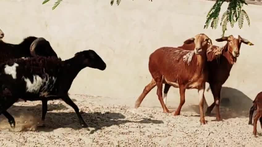 وعل طيب فيها وحدي وليد تحت اثنين - 1