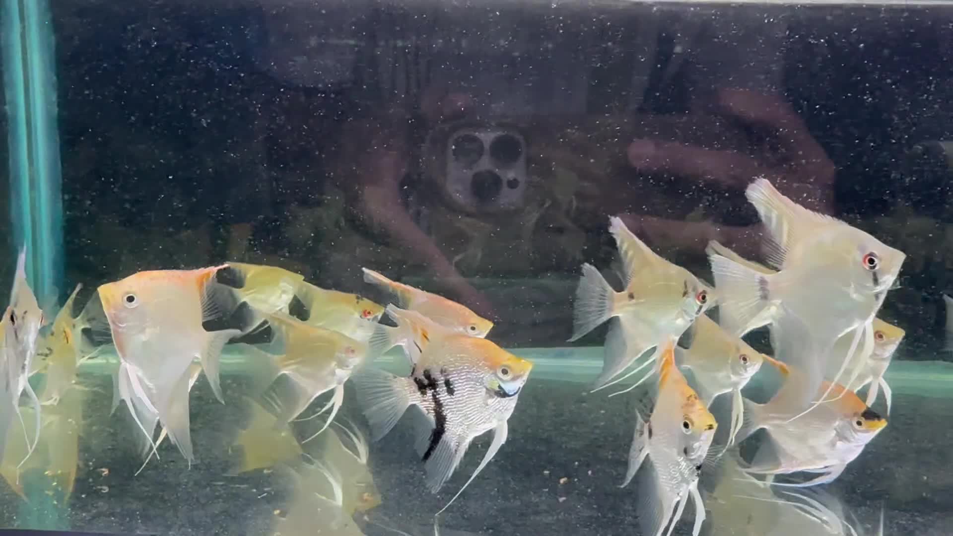 angle fish - 1