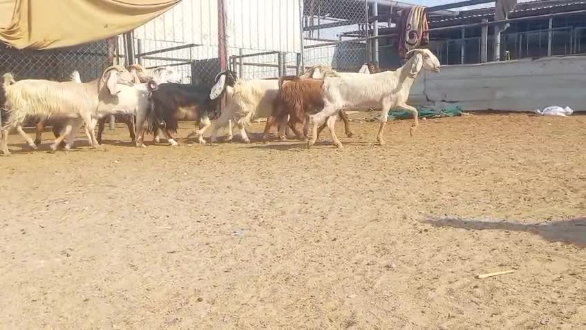 للبيع  معزه ملاوين طيبه - 1
