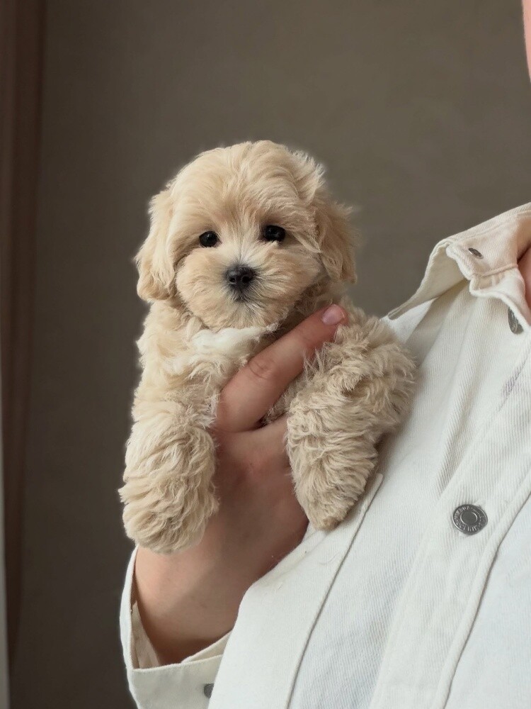 Maltipoo puppy 55873920 - 1