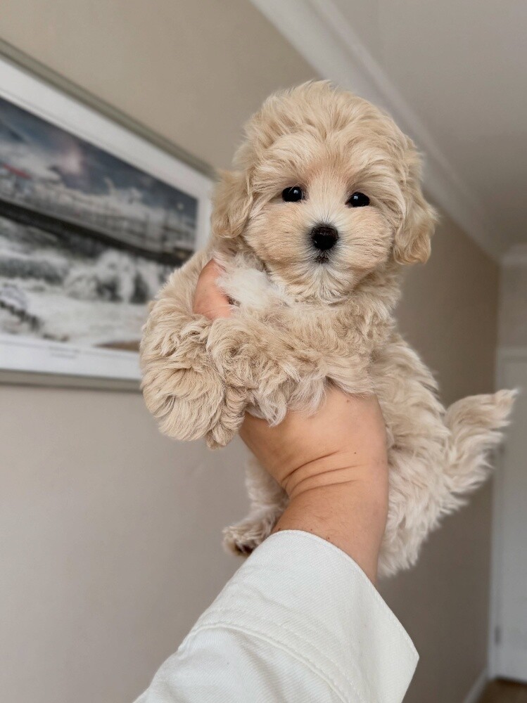 Maltipoo puppy 55873920 - 2