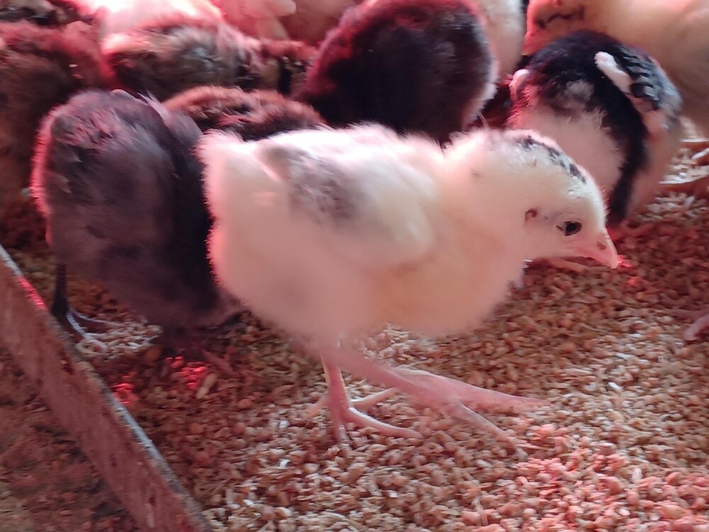 Desi balade chicken baby for sale - 2
