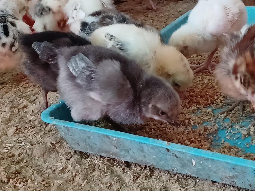 Desi balade chicken baby for sale - 3