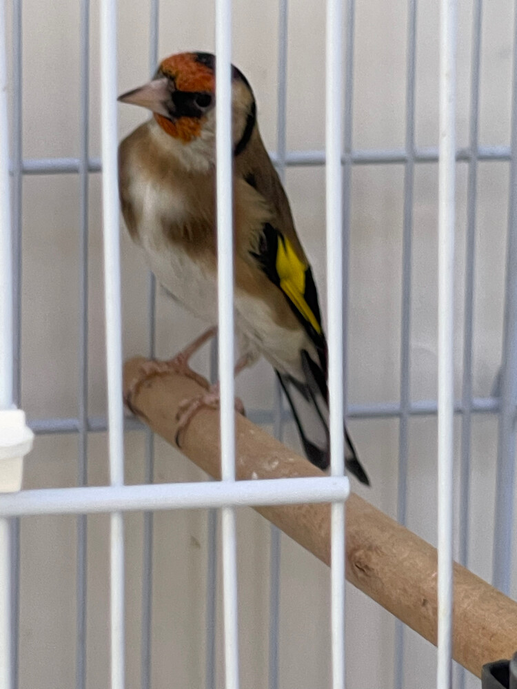 حسون  - 2