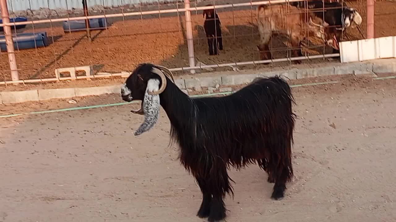 للبيع عنز عارضيه حليب شرط - 1