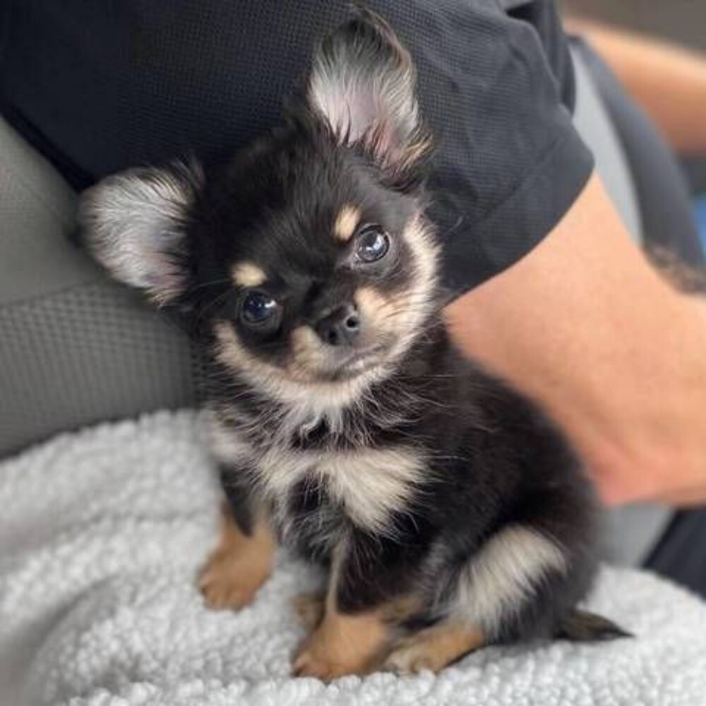 Chihuahua puppy 55873920 - 2