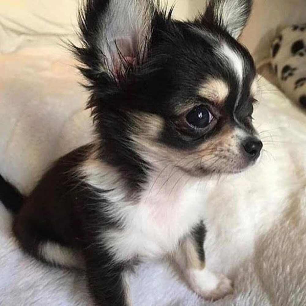 Chihuahua puppy 55873920 - 1
