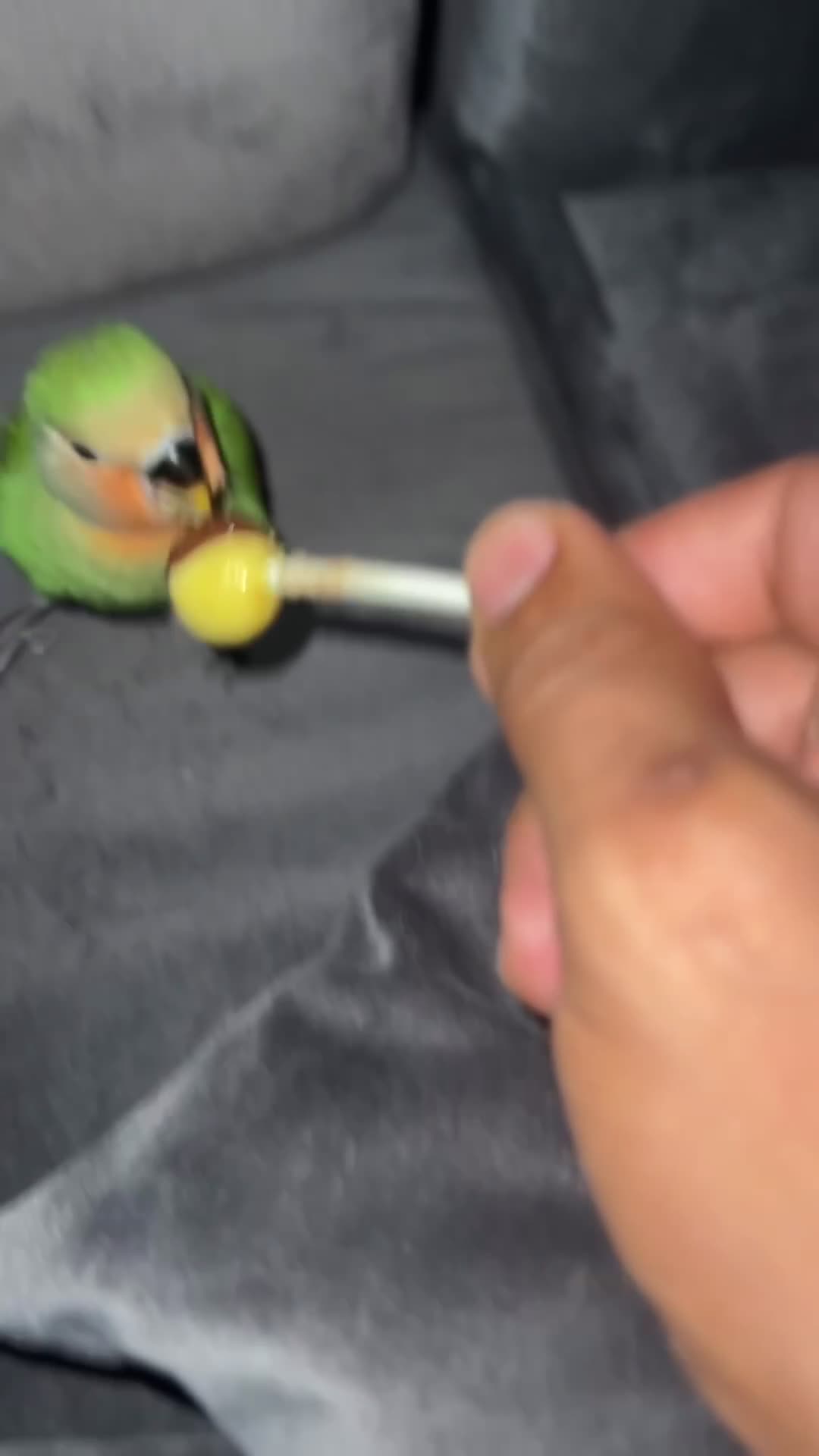 للبيع - 1