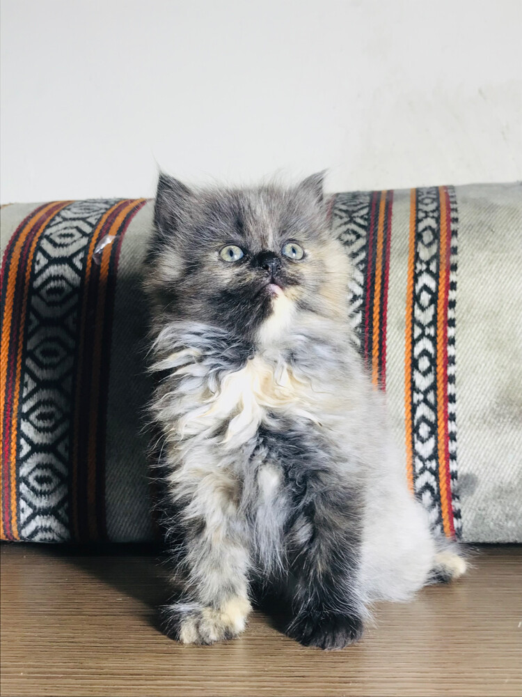 Scottish longhair  - 2
