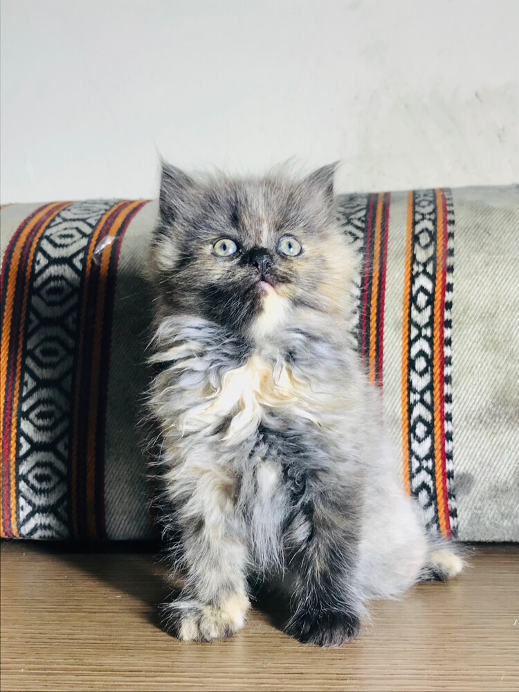 Scottish longhair  - 3