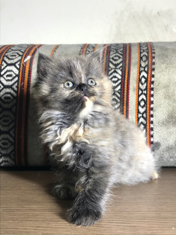 Scottish longhair  - 4