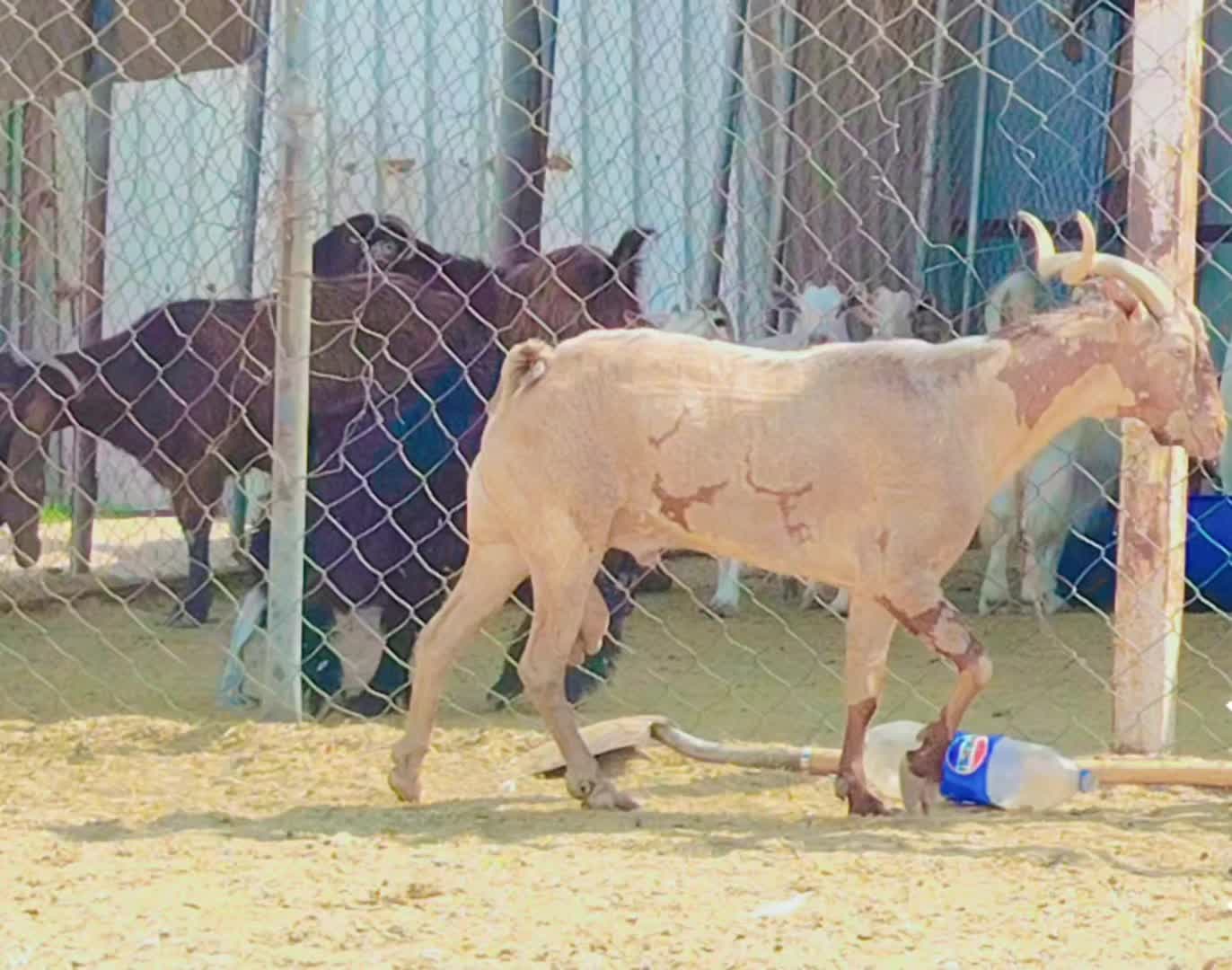 للبيع تيس فحل عماني جيشي طيب وحار - 3