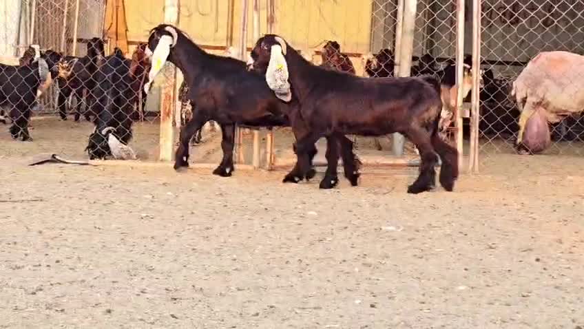 للبيع معزه عوراض دفيع شرط سونار - 3