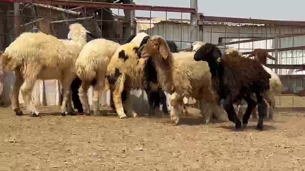 للبيع رخال طيبه  - 1