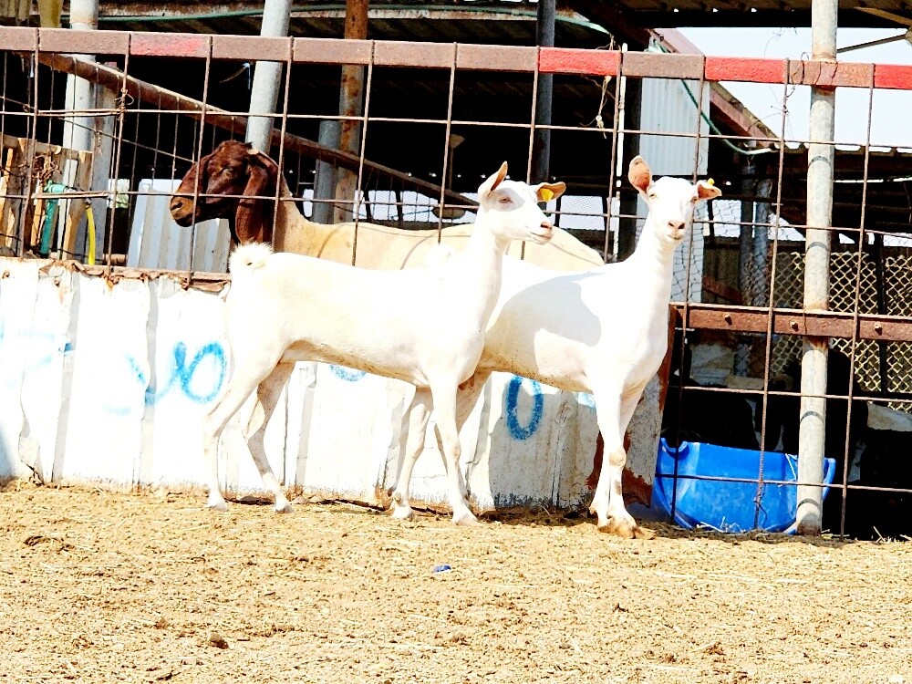 للبيع معزه عمانيات برص اصايل - 2