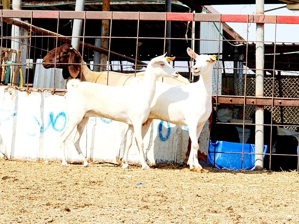 للبيع معزه عمانيات برص اصايل - 3