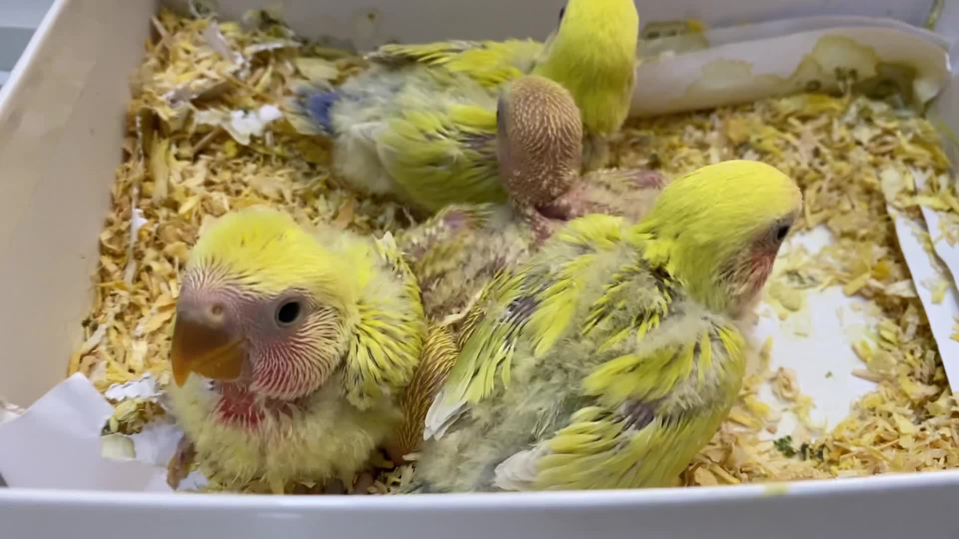 Rose chicks Aqua/Lutino/Green - 1