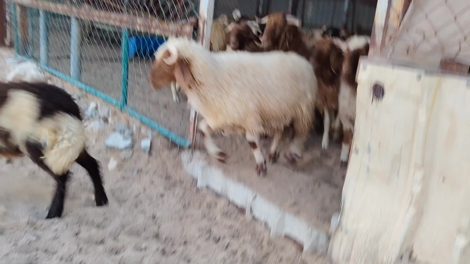 ذبايح طيبه فل شحم - 1
