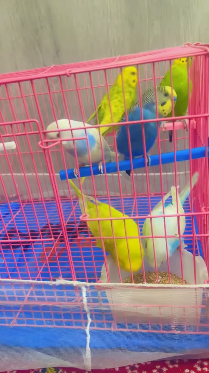 3 pair with big cage nice birds  - 1