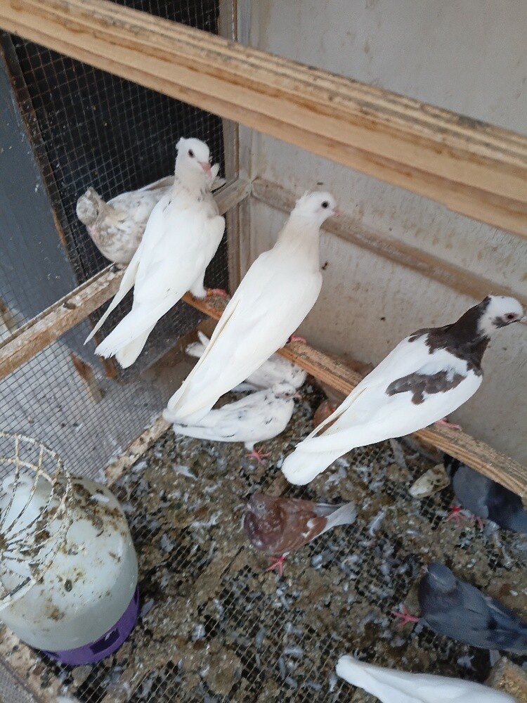حمام - 3
