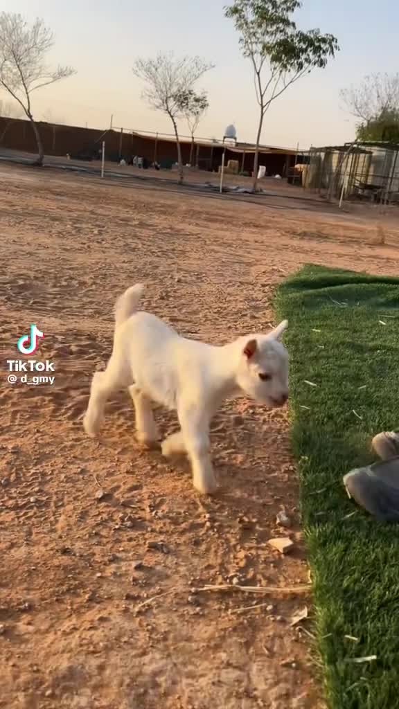 للبيع زكر وأنثى قزم أمريكي
خالي - 1
