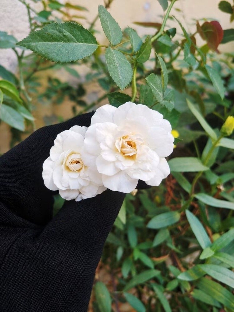 ابله مفيدة - 1