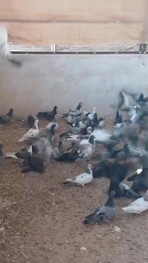 للبيع فروخ حمام عوادي  - 1