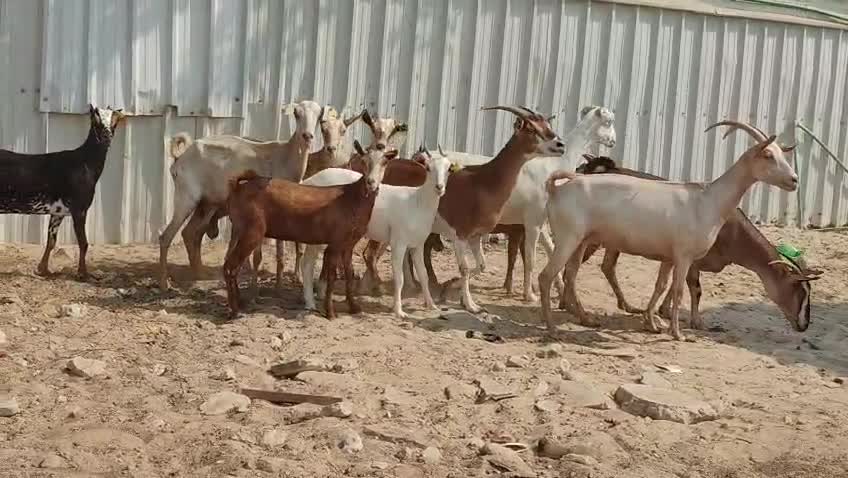 للبيع معزه عمنياااااات طيبه دفيع - 4