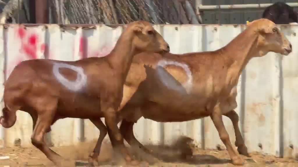 للبيع غنم طمطم اصايل دفيع سونار - 3