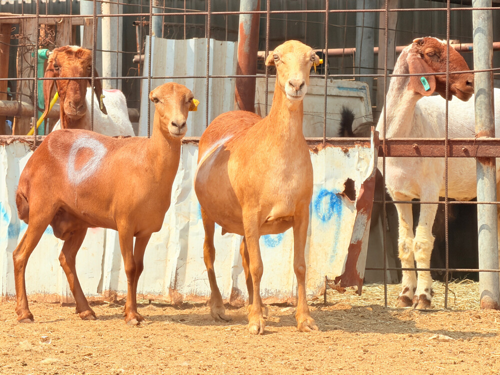 للبيع غنم طمطم اصايل دفيع سونار - 2