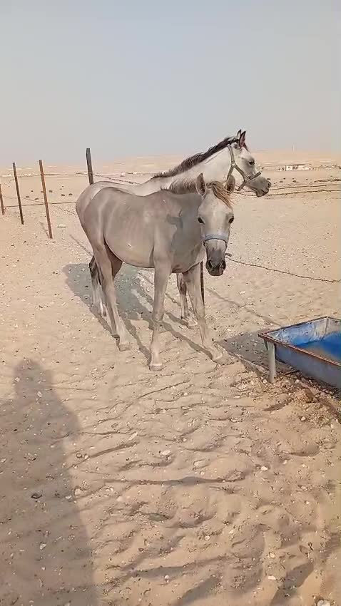 بدل فرس ركب لأطفال  - 1