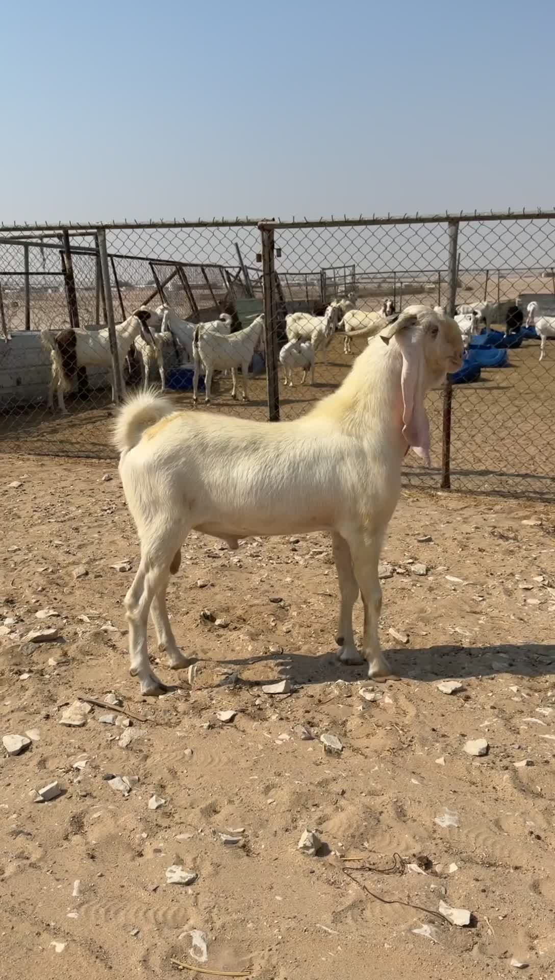 للبيع فحل ثني - 1