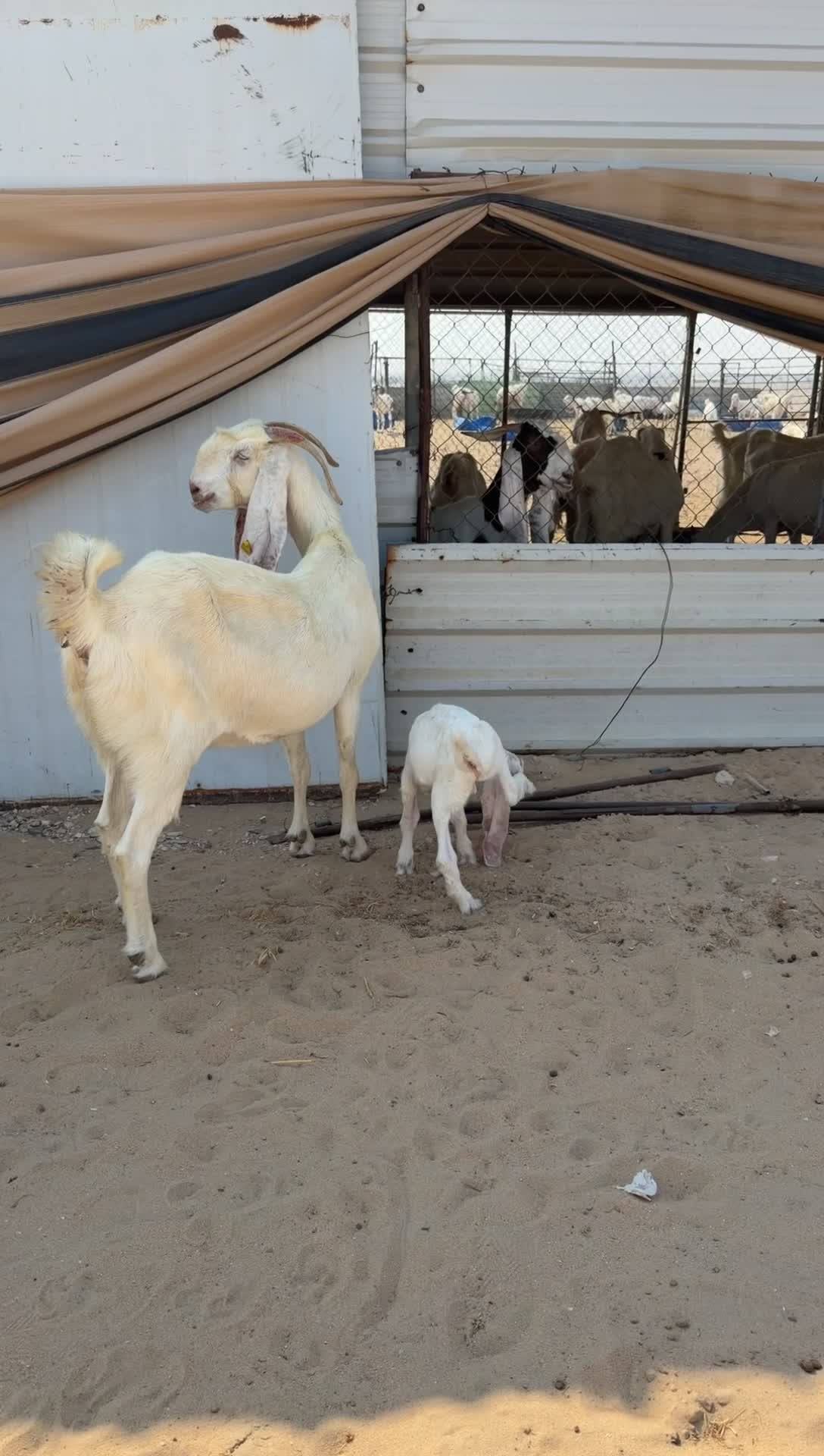 للبيع عنز تحتها تيس - 1