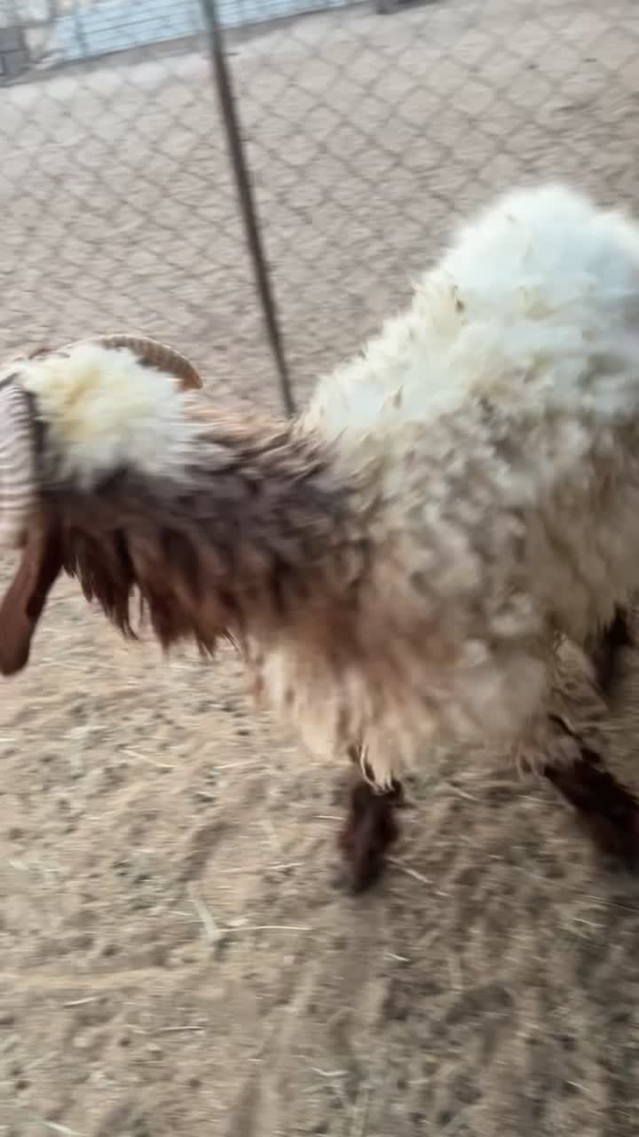 خروف - 1