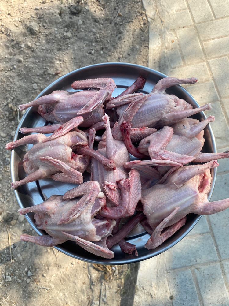 فرخ حمام جازل - 2